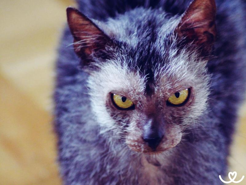 Kocici-plemeno-lykoi (5)
